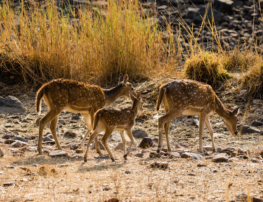 Rajasthan With Ranthambore Tour Image 1