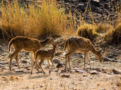 Rajasthan With Ranthambore Tour Image