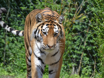 Uttranchal Tour Image